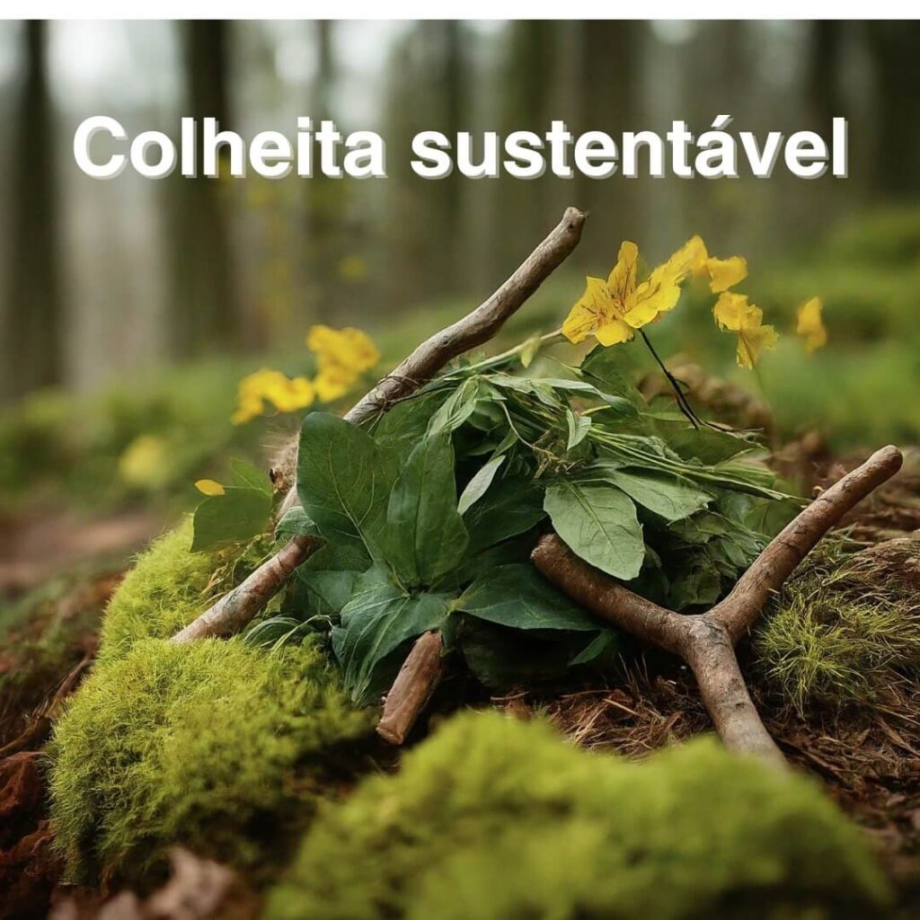 colheita sustentável